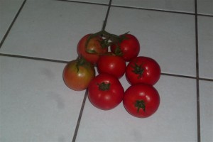 Premières tomates