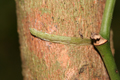 Griffes pour s'accrocher aux arbres