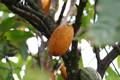 Cabosse de cacao